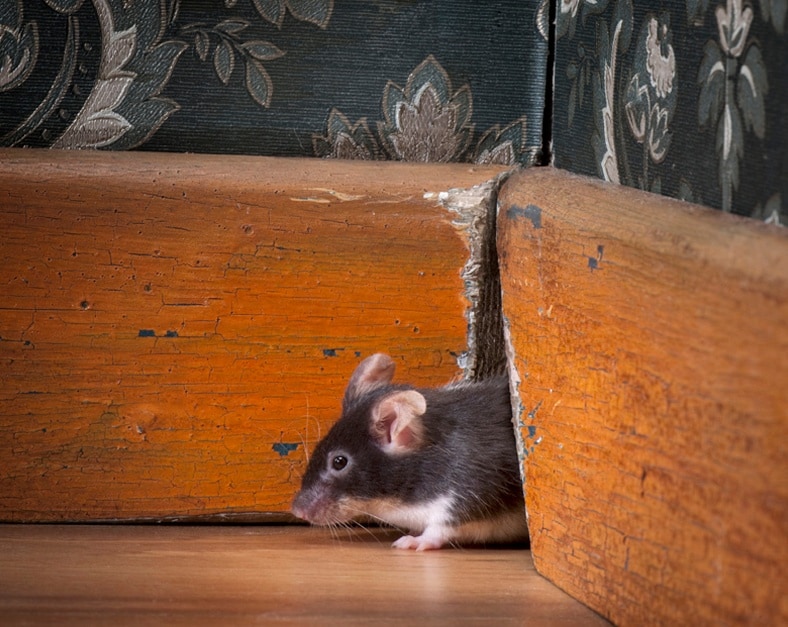 mouse-woodwork-rodent-pest.jpg