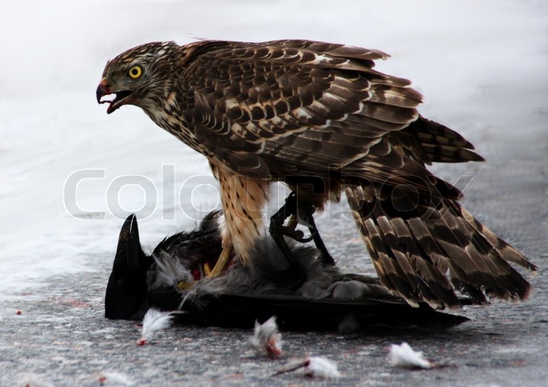 3438803-563501-a-goshawk-eating-a-crow.jpg