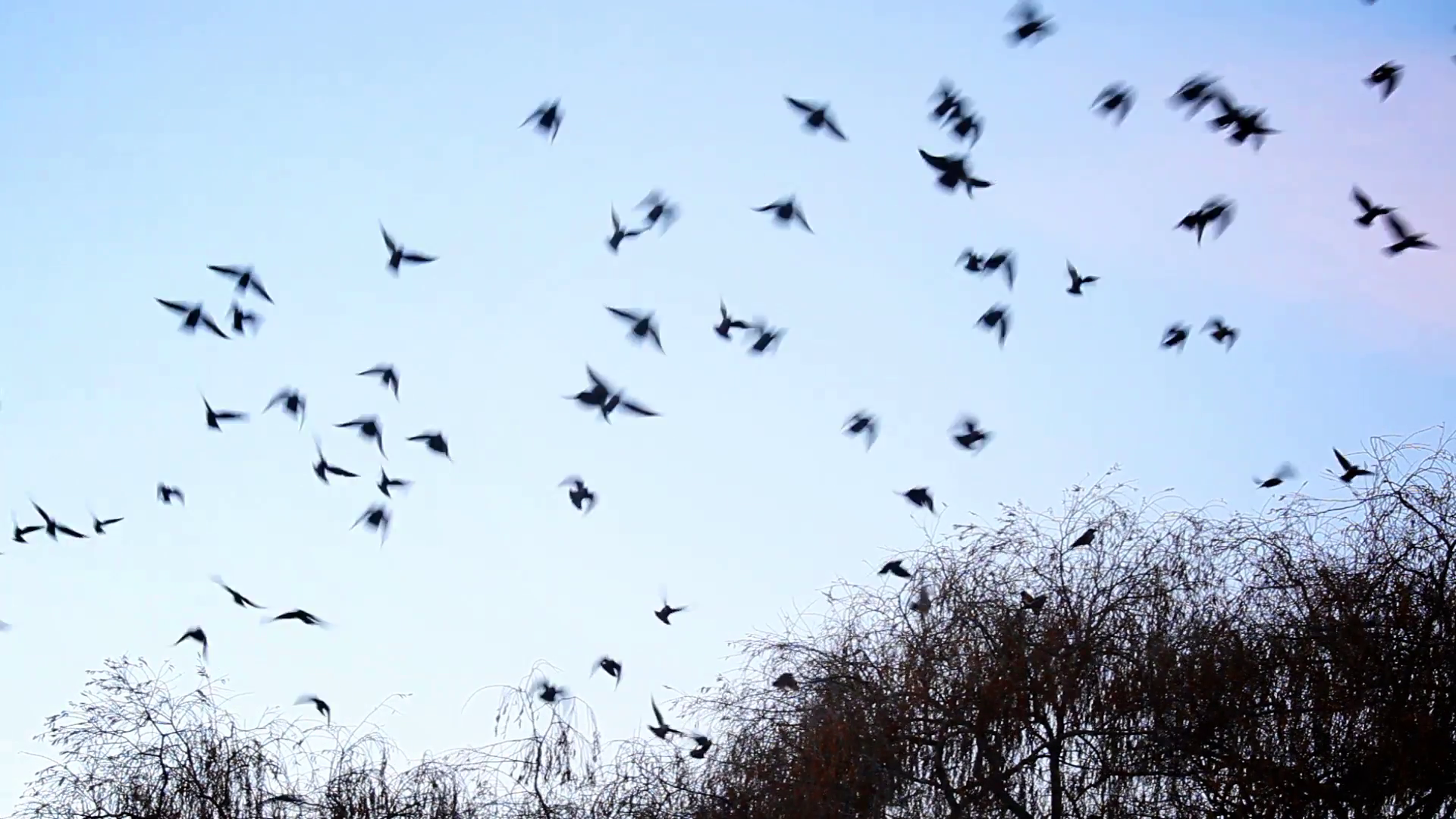 birds-flying-away-from-the-tree_41umfbmqg__F0007.png