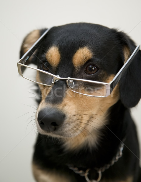 908525_stock-photo-dog-is-wearing-elegant-eyeglasses.jpg