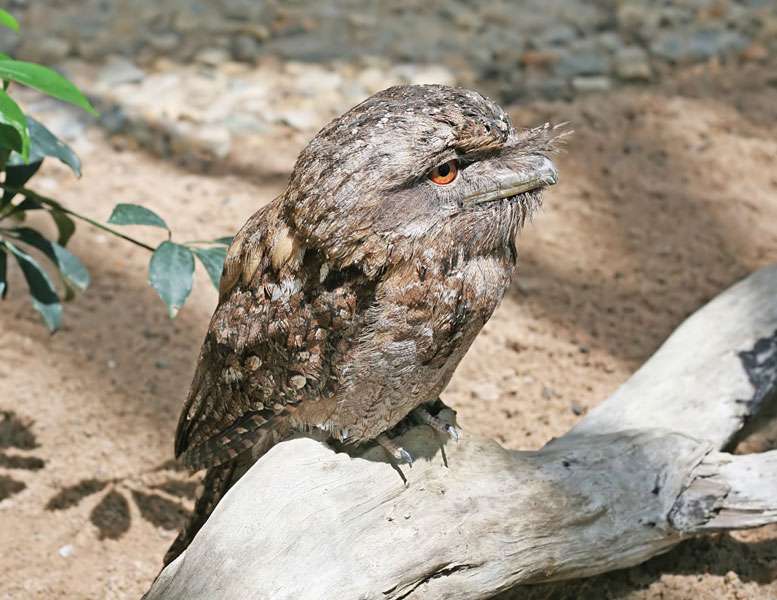 Papuan-frogmouth.jpg