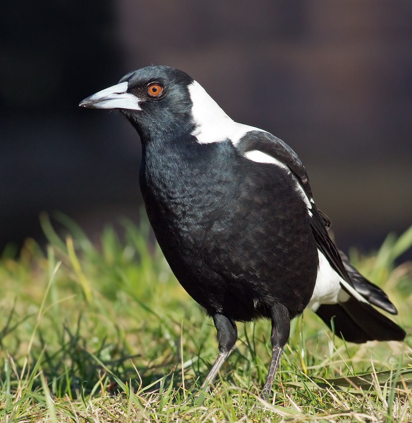 Cracticus_tibicen_hypoleuca_male_domain.jpg