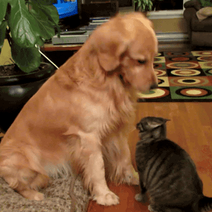 goggie-gif-there-there-kitty