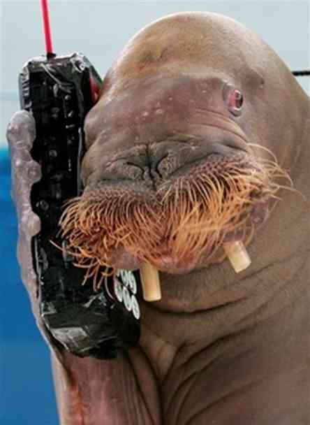 cell-phone-walrus.jpg