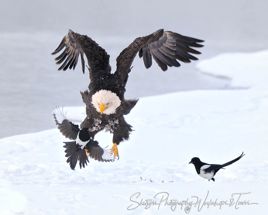 Bald-Eagle-attacks-Magpie-20111122-110826.jpg