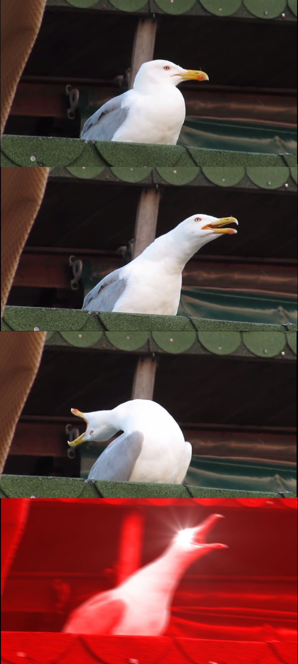 Inhaling-Seagull.jpg