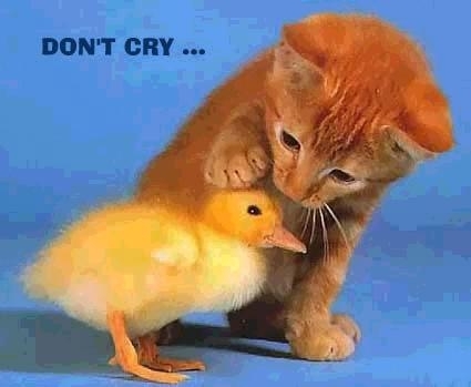 Don-t-cry-animals-2967816-425-349.jpg