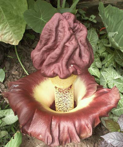 Amorphophallus400.jpg