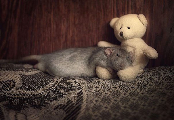 rats-with-teddy-bears-1.jpg