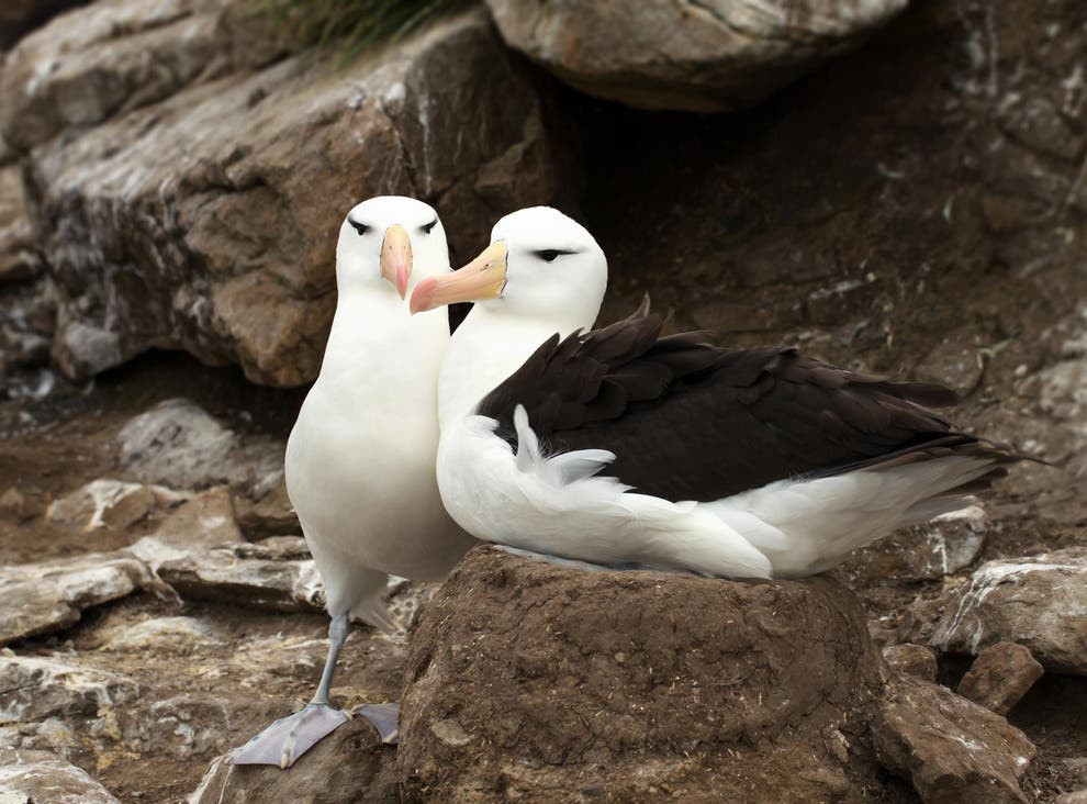 albatross-pair.jpg
