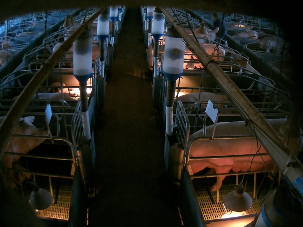 Carag Carag man Bradley O'Reilly fronted the Echuca Magistrates’ Court after this incident at a Victorian pig farm. Picture: Farm Transparency Project'Reilly fronted the Echuca Magistrates’ Court after this incident at a Victorian pig farm. Picture: Farm Transparency Project