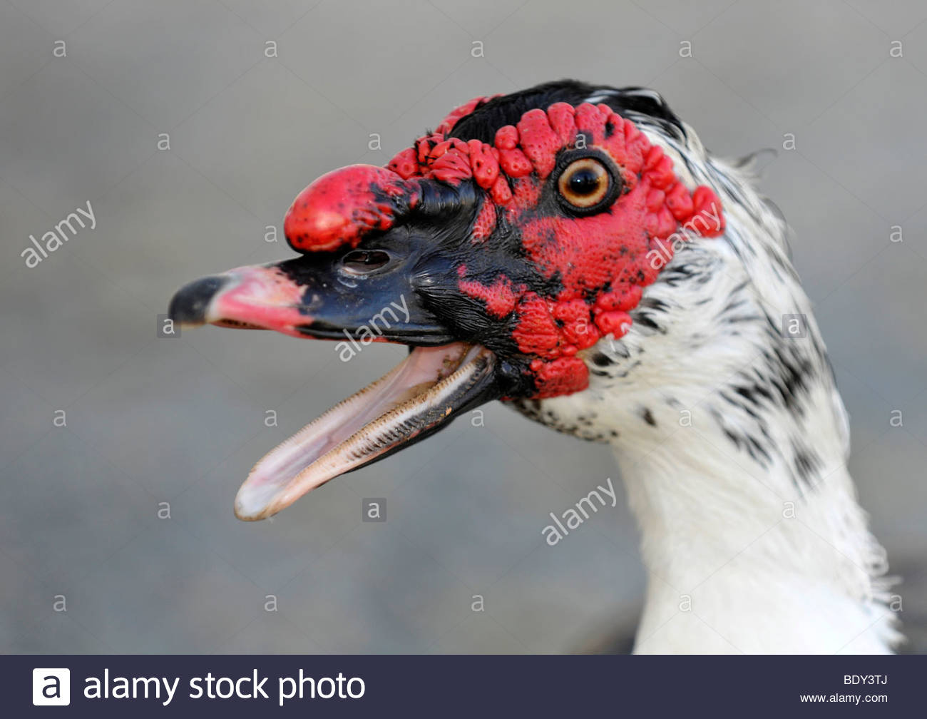 muscovy-duck-cairina-moschata-male-drake-BDY3TJ.jpg