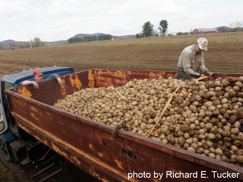 potatoharvest-2011-truck.jpg