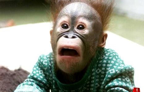 shocked-Monkey-466x300.jpg