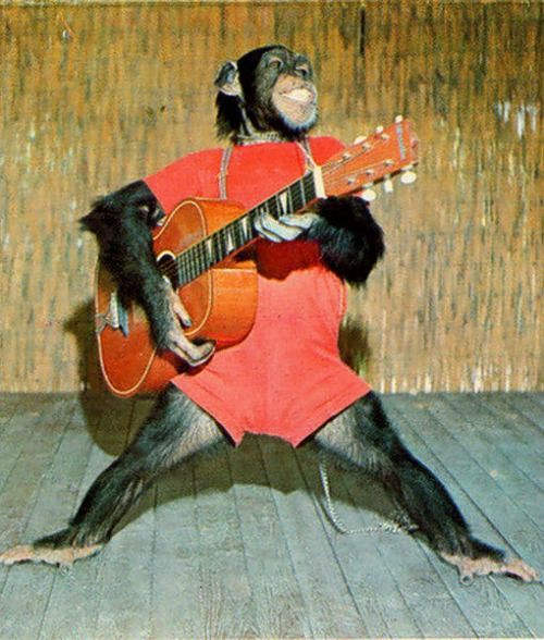 28abb61911e4dd6500c56de84abe861b--monkey-business-guitar.jpg