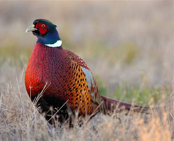 Pheasant.jpg