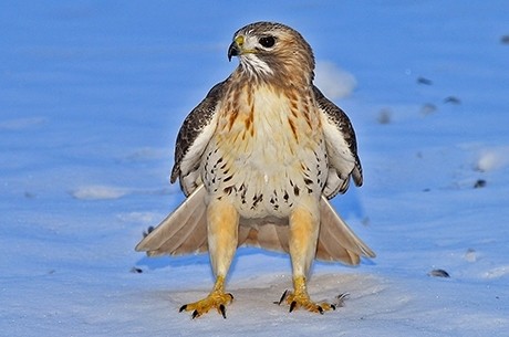 hawk_featured_0.jpg