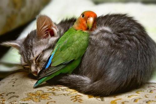 Unusual-animal-friendships-12.jpeg