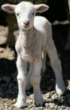 lamb.baby.jpg