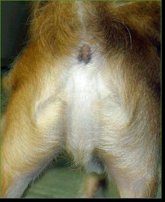 DogButtJesus.jpg