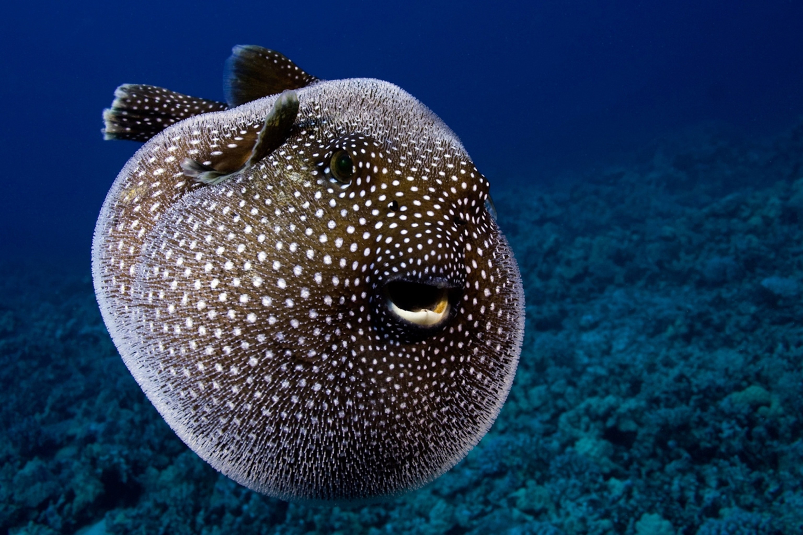 pufferfish-inflated-closeup_3x2.jpg