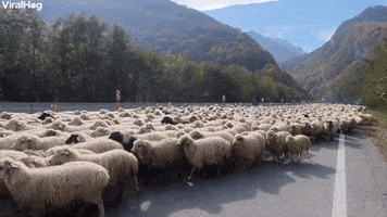 One Thousand Sheep Saunter By GIF by ViralHog