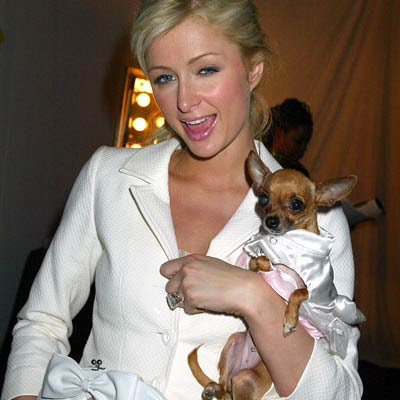 paris_hilton_tinkerbell_dog.jpg