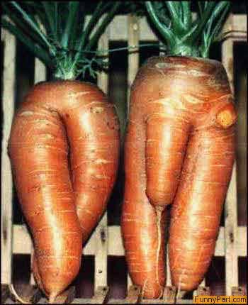 FunnyPart-com-carrots.jpg