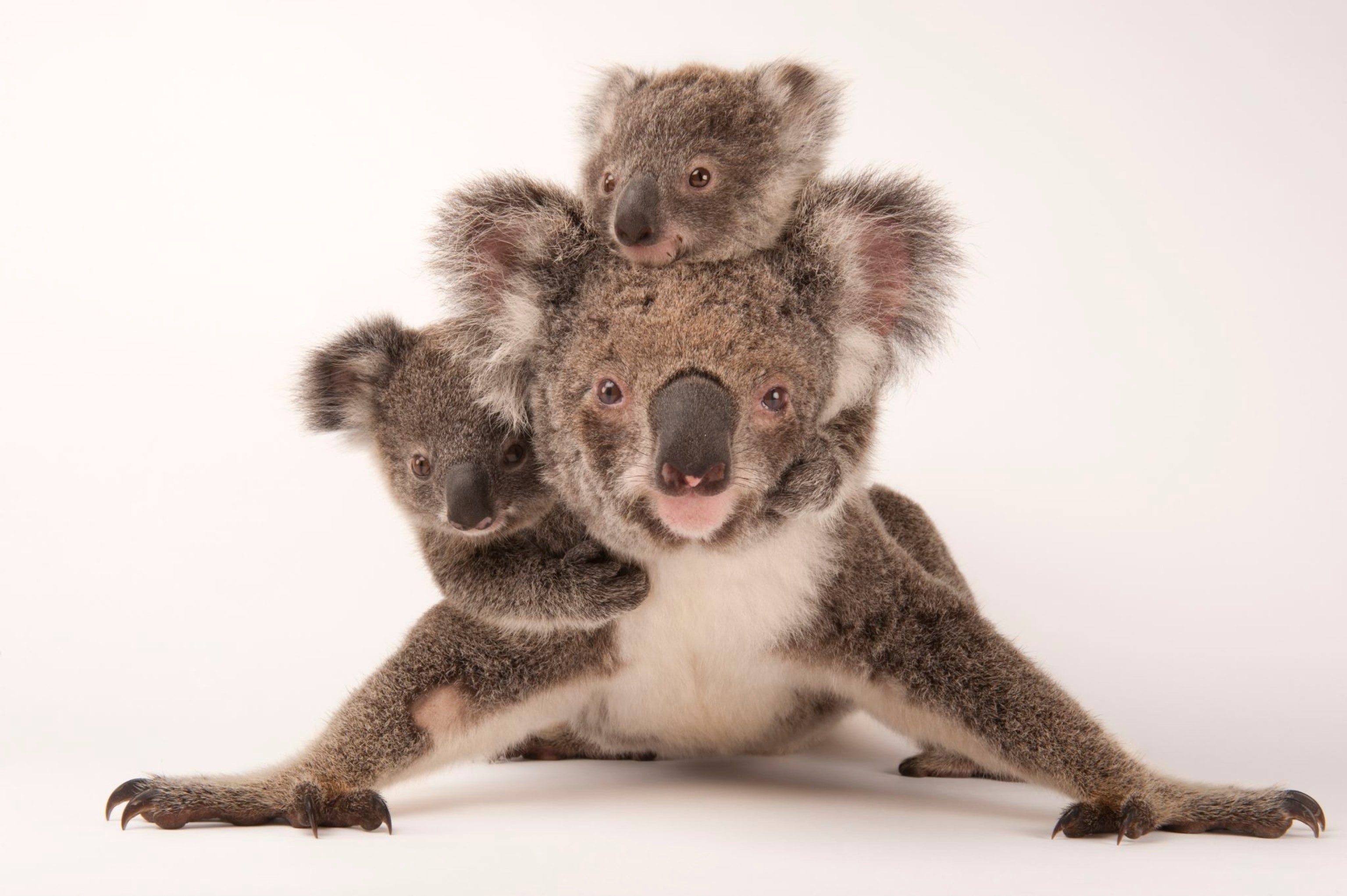 koala_02.JPG