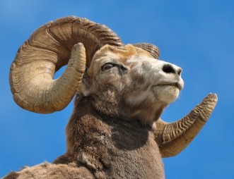 Bighorn-Ram-Animal-331x254.jpg