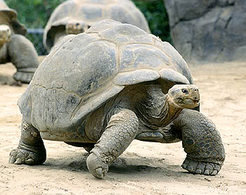 tortoise_photo.jpg