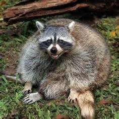 fat-racoon.jpg