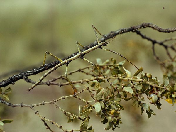 walking-stick-insect_745_600x450.jpg