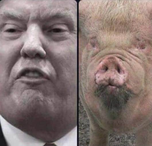 donald-trump-schwein-und-lustig.jpg