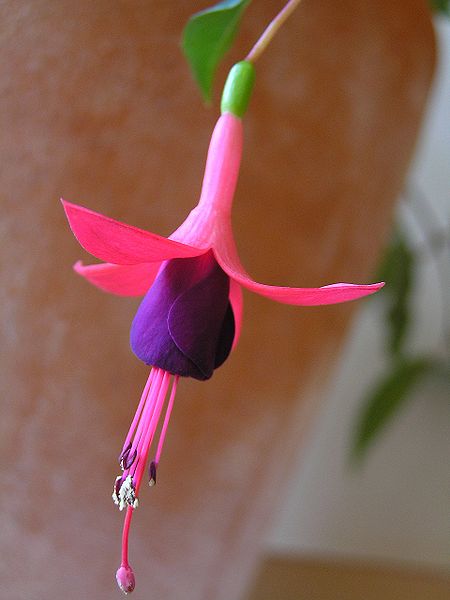 450px-Fuchsia_flower%E3%83%95%E3%82%AF%E3%82%B7%E3%82%A2%E3%81%AE%E8%8A%B17137619.jpg