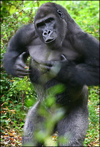 _44333346_gorilla_300.jpg