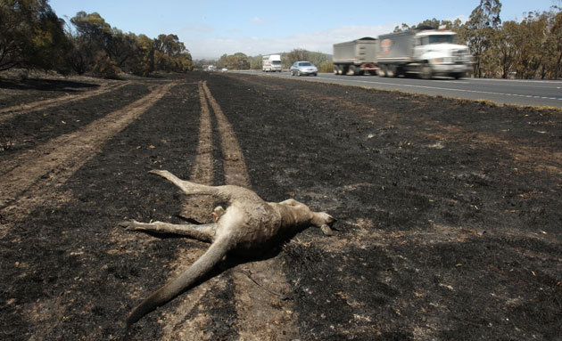 Wildfires-in-Australia-Wi-003.jpg