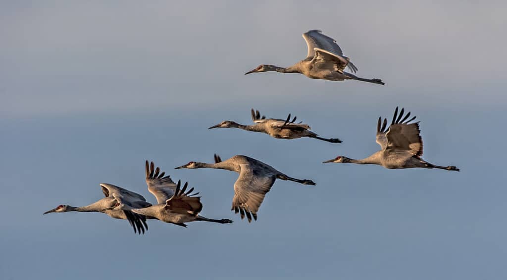 Six sandhill cranes flying through the center frame. The cranes' long lease are stretched out straight behind them, horizontally. The cranes are mostly off white to cream to taupe = not colorful, The sky is the background.' long lease are stretched out straight behind them, horizontally. The cranes are mostly off white to cream to taupe = not colorful, The sky is the background.