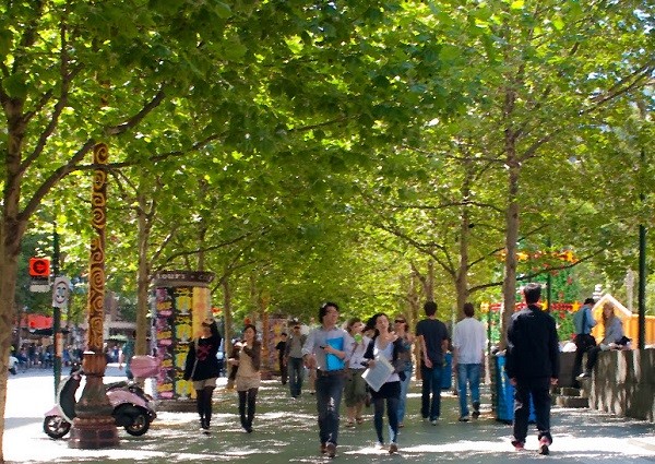 Melbourne_plane_tree.jpg