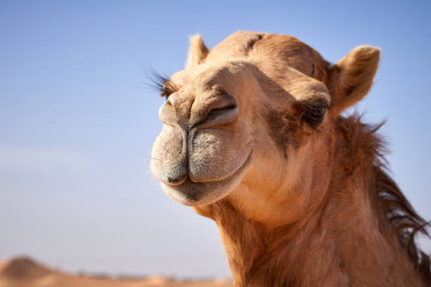 camel-portrait.jpg