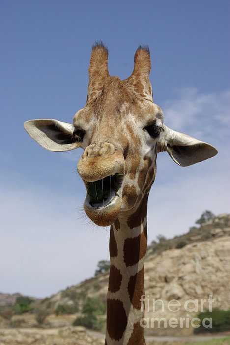 laughing-giraffe-emily-bush.jpg