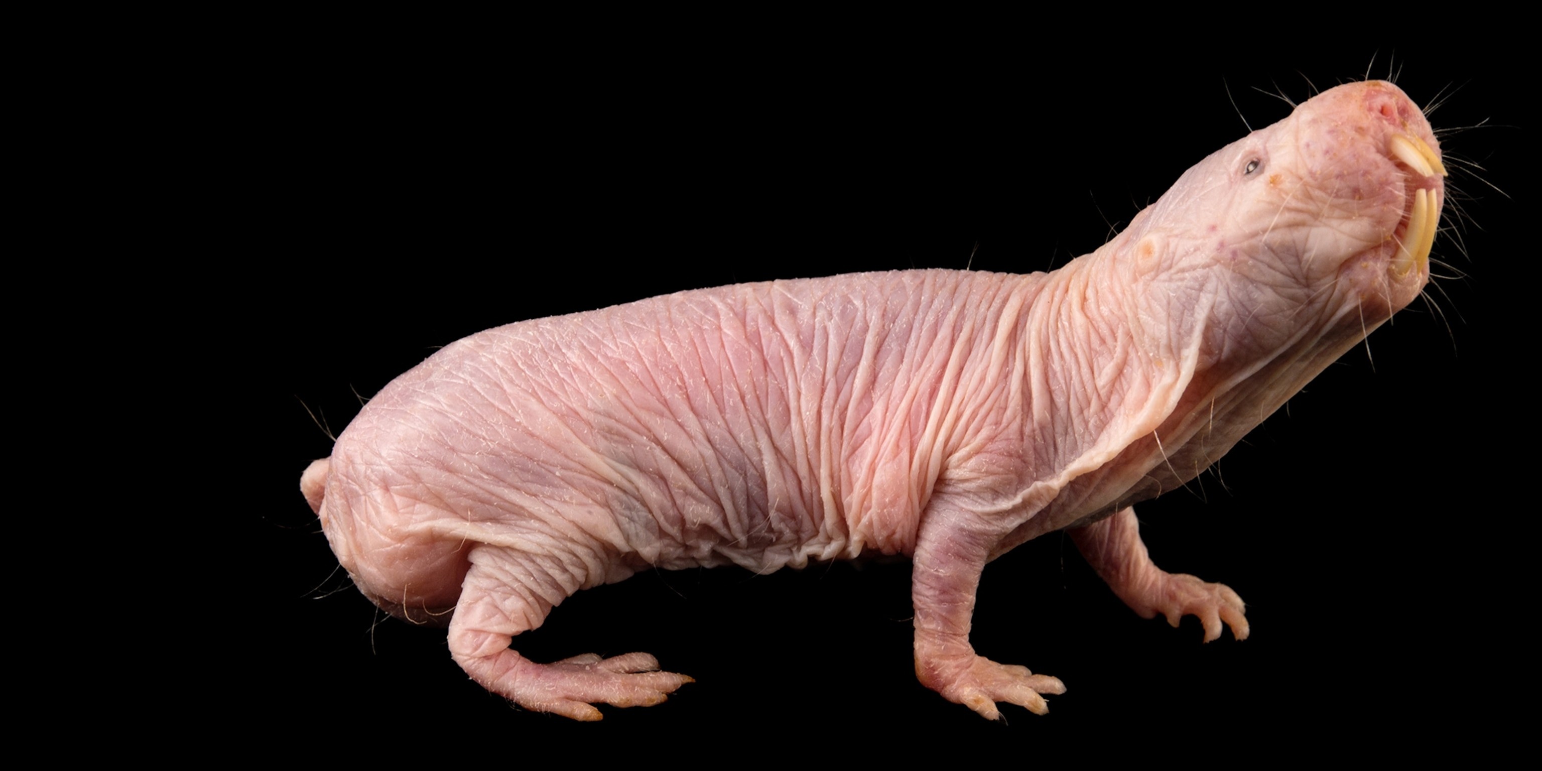 naked-mole-rat_2x1.jpg