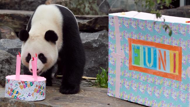 909152-an-panda-birthday.jpg