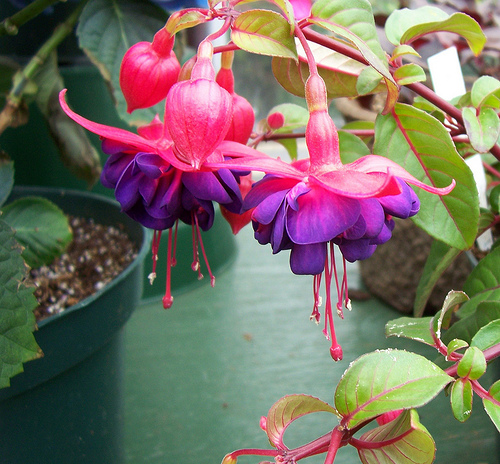 fuchsia-plants-1.jpg