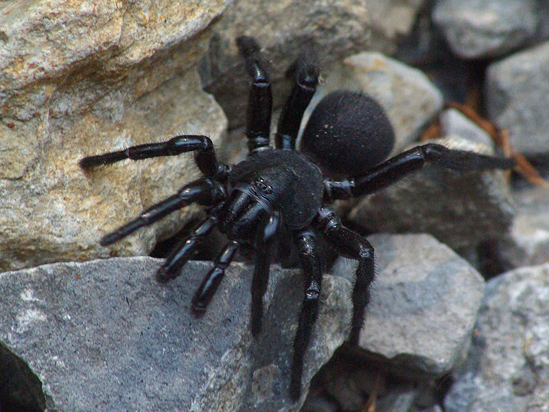 trapdoorspider-big-002.jpg