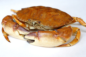 stone_crab1.jpg