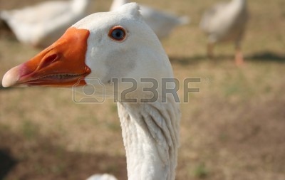 1767672-nice-photo-of-a-goose-face.jpg