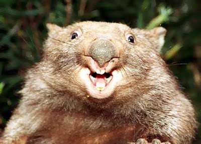 WOMBAT.jpg