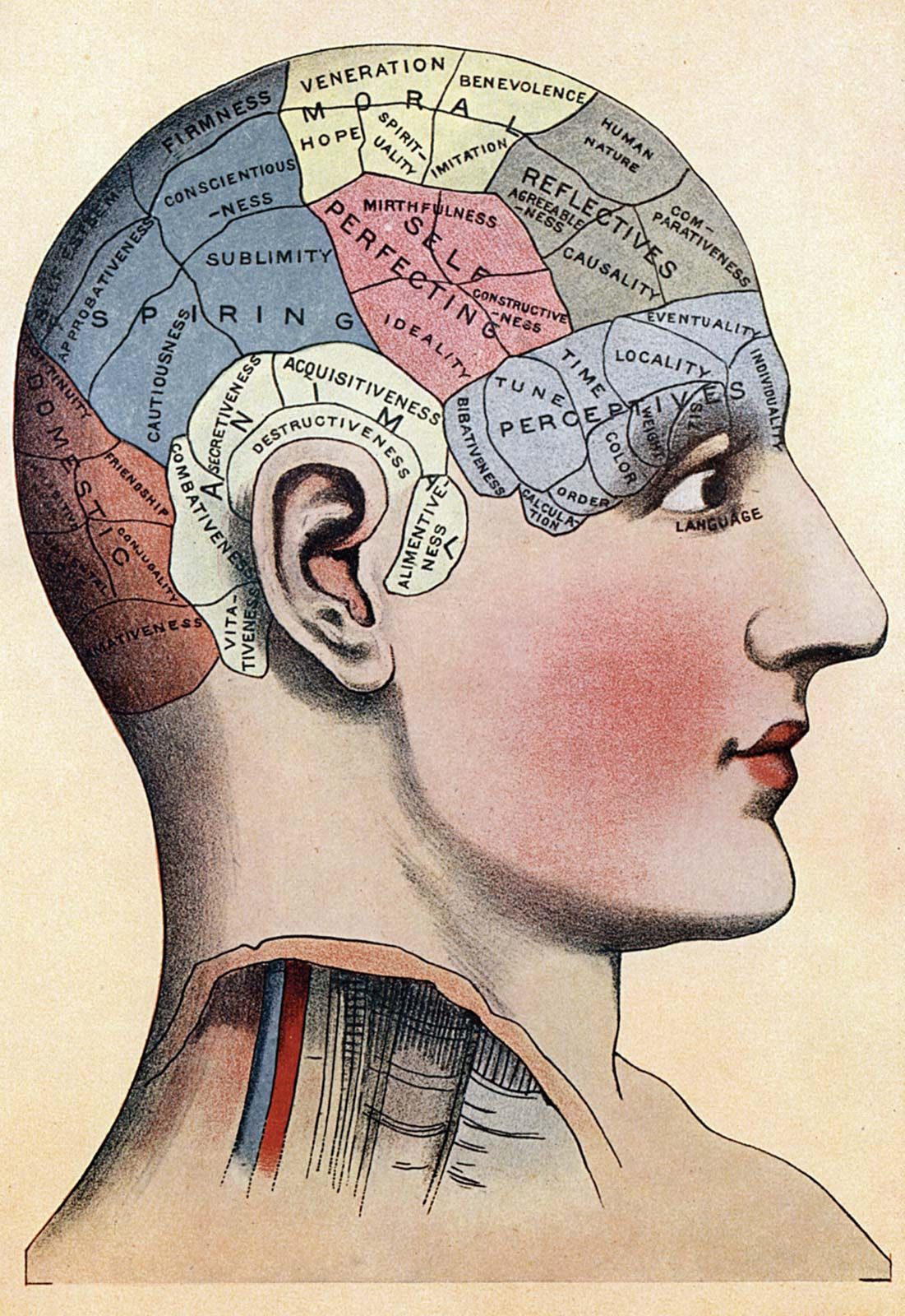 phrenology-chart-skull-divisions.jpg