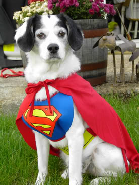 SuperDog.jpg